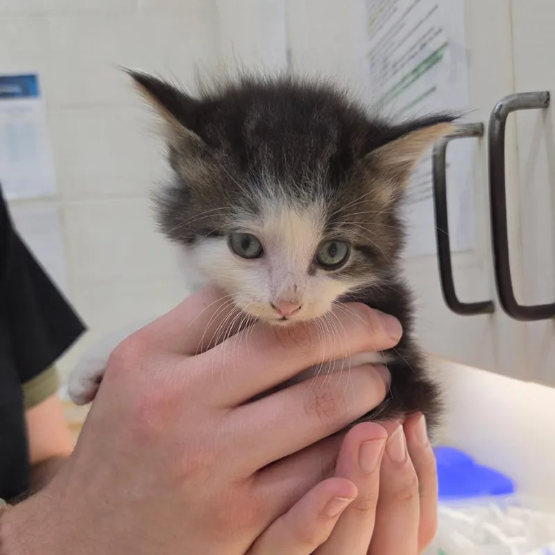 A baby small-sized male Gray / Blue / Silver Domestic Medium Hair cat named Lays for adoption in Auburn, AL