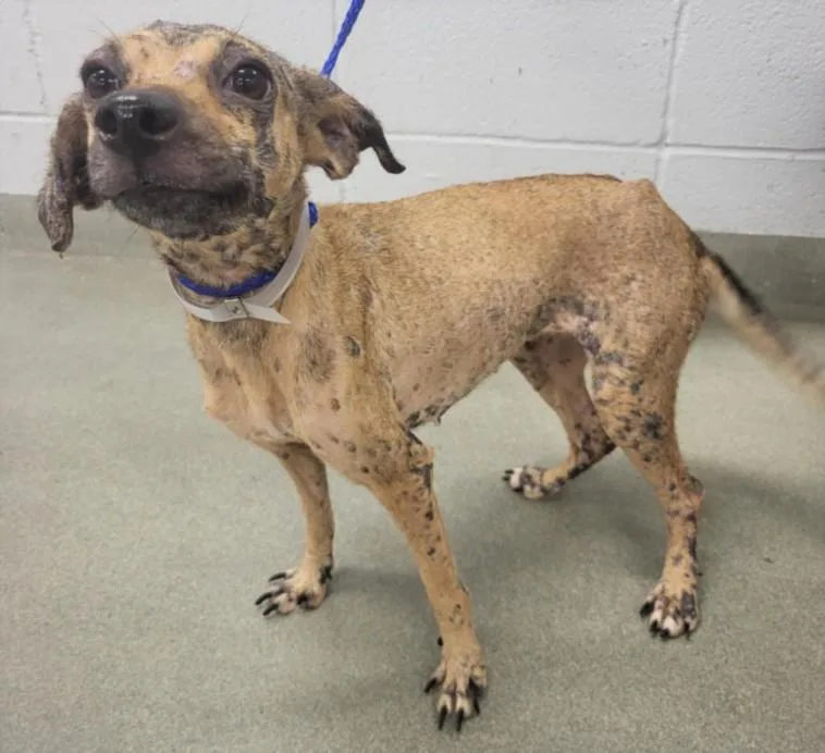 A young small-sized female Chihuahua dog named Little Star for adoption in Houston, TX