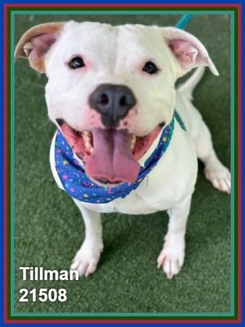 An adult large-sized male White / Cream Pit Bull Terrier dog named Tillman for adoption in Marietta, GA