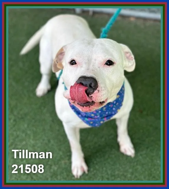 Tillman thumbnail 2