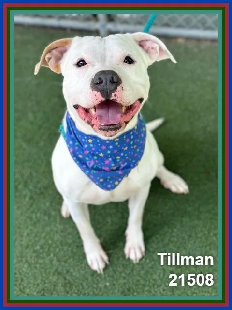 Tillman thumbnail 3