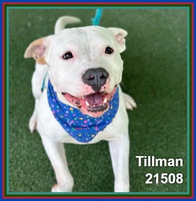 Tillman thumbnail 4