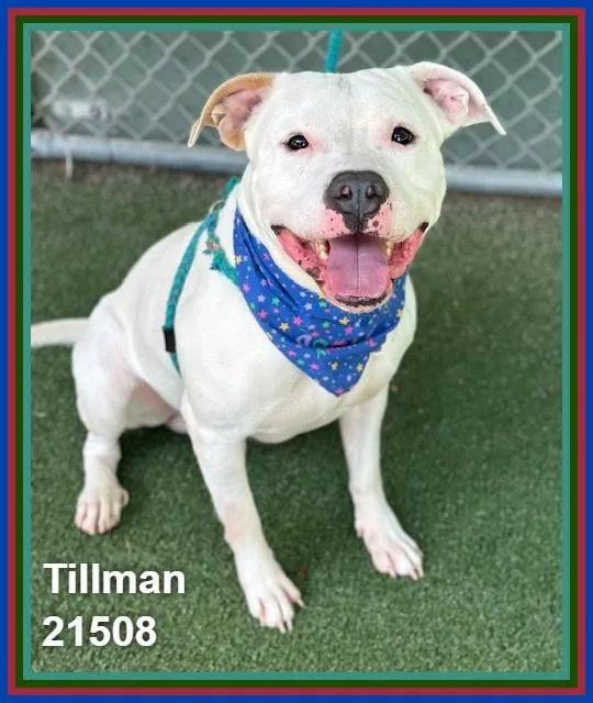 Tillman thumbnail 5
