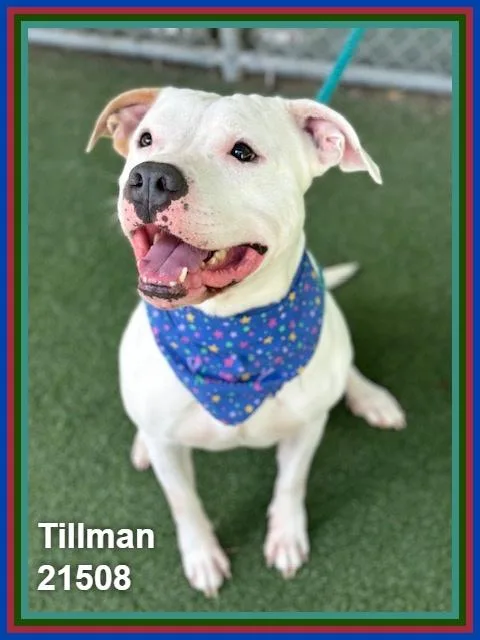 Tillman thumbnail 6