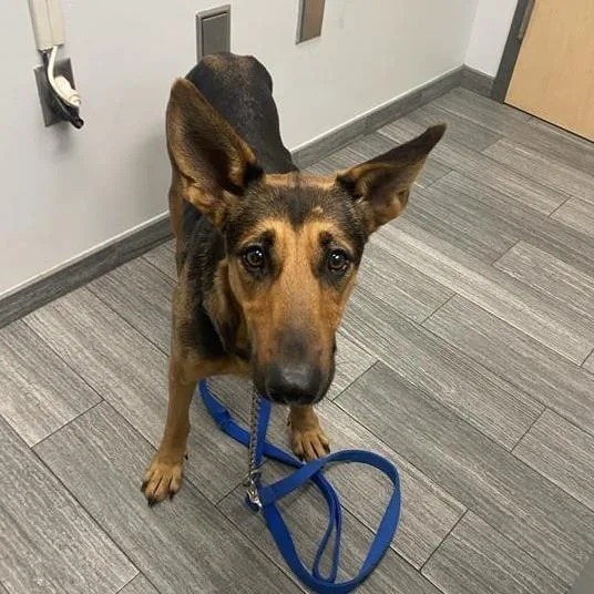 An adult medium-sized female Black Mixed Breed dog named Sirius for adoption in Jacksonville, FL