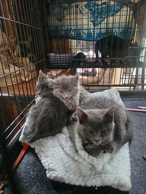 A baby medium-sized male Gray / Blue / Silver Russian Blue cat named Sweetie for adoption in Eagle Point, OR