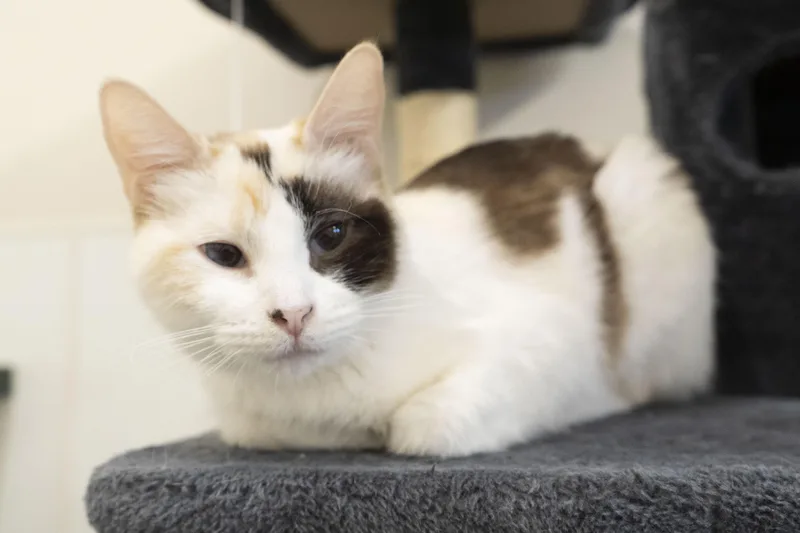 An adult medium-sized female Cream Point Domestic Short Hair cat named Lady for adoption in Boise, ID