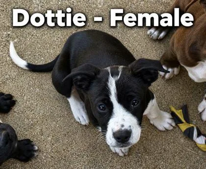 A baby large-sized female Rottweiler dog named Dottie for adoption in Morton Grove, IL