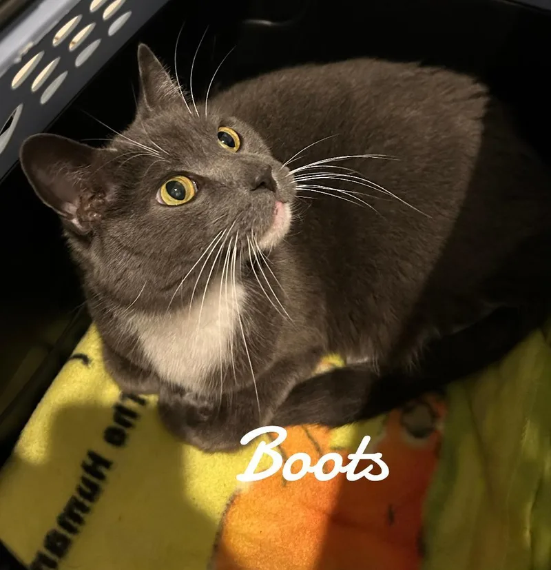 Boots thumbnail 2