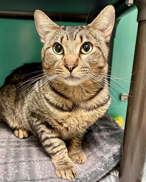 A young small-sized male Domestic Short Hair cat named Lunito for adoption in Novato, CA