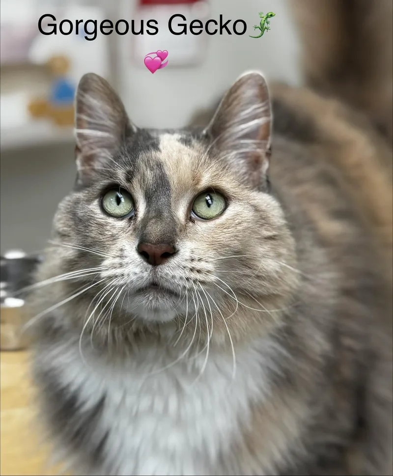 A senior large-sized female Domestic Long Hair cat named Gentle Gecko for adoption in Calais, ME