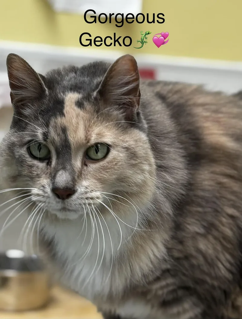 Gentle Gecko thumbnail 2