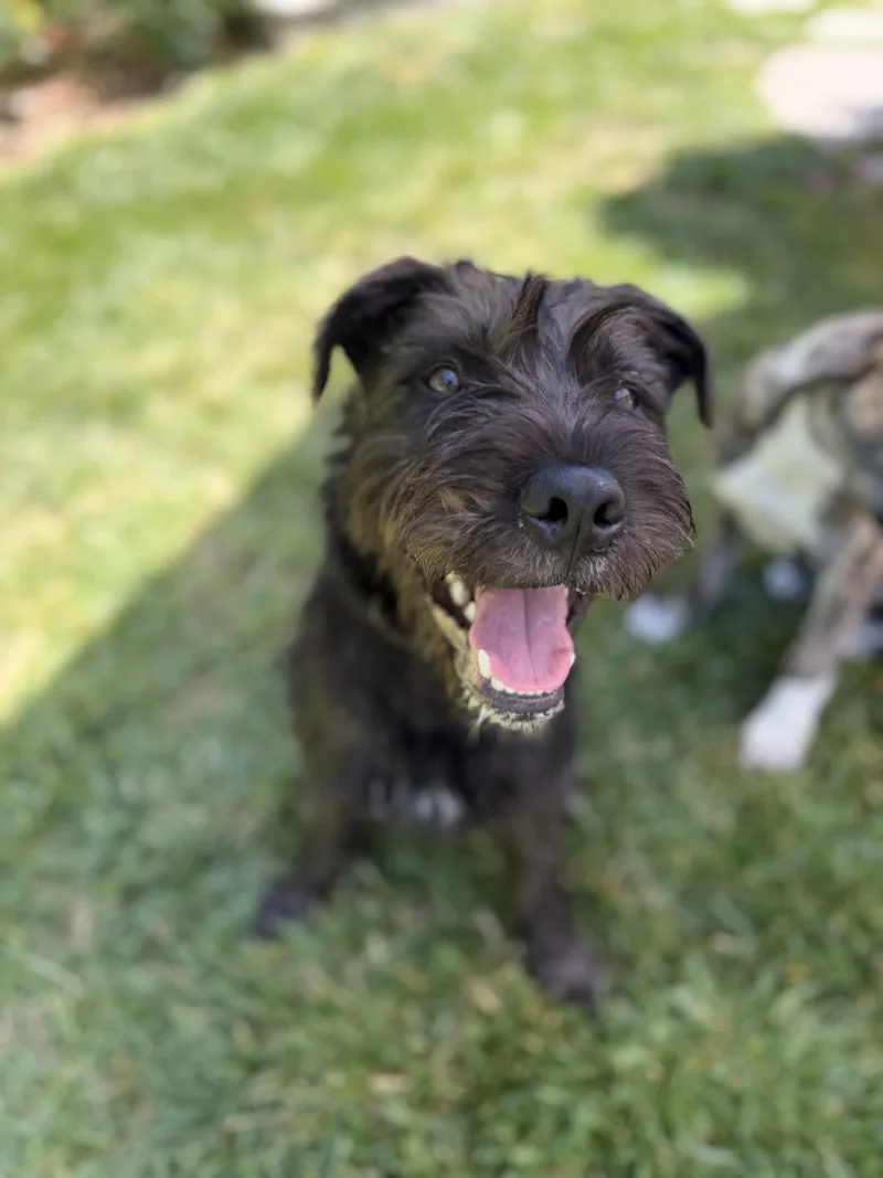 A young medium-sized male Schnauzer dog named Orbit for adoption in Burbank, CA