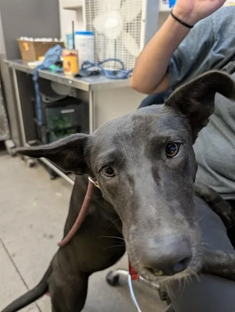 A young medium-sized female Labrador Retriever dog named Wilma for adoption in Tucson, AZ