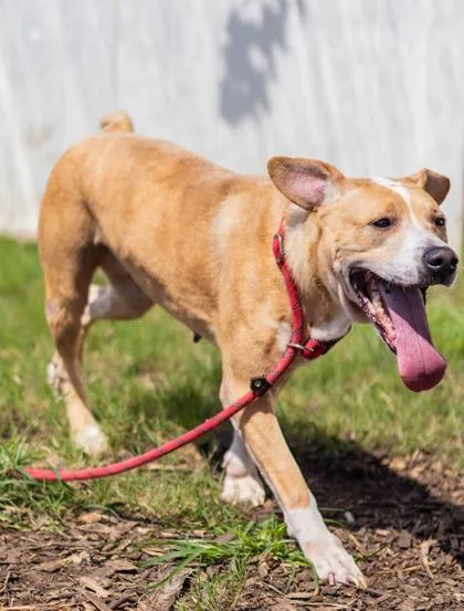 An adult large-sized female Mixed Breed dog named Dierra for adoption in Chamblee, GA