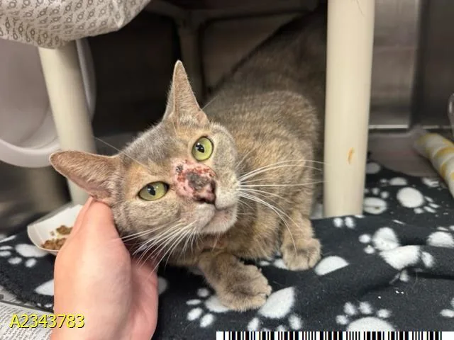 An adult medium-sized female Domestic Short Hair cat named Confetti for adoption in West Palm Beach, FL