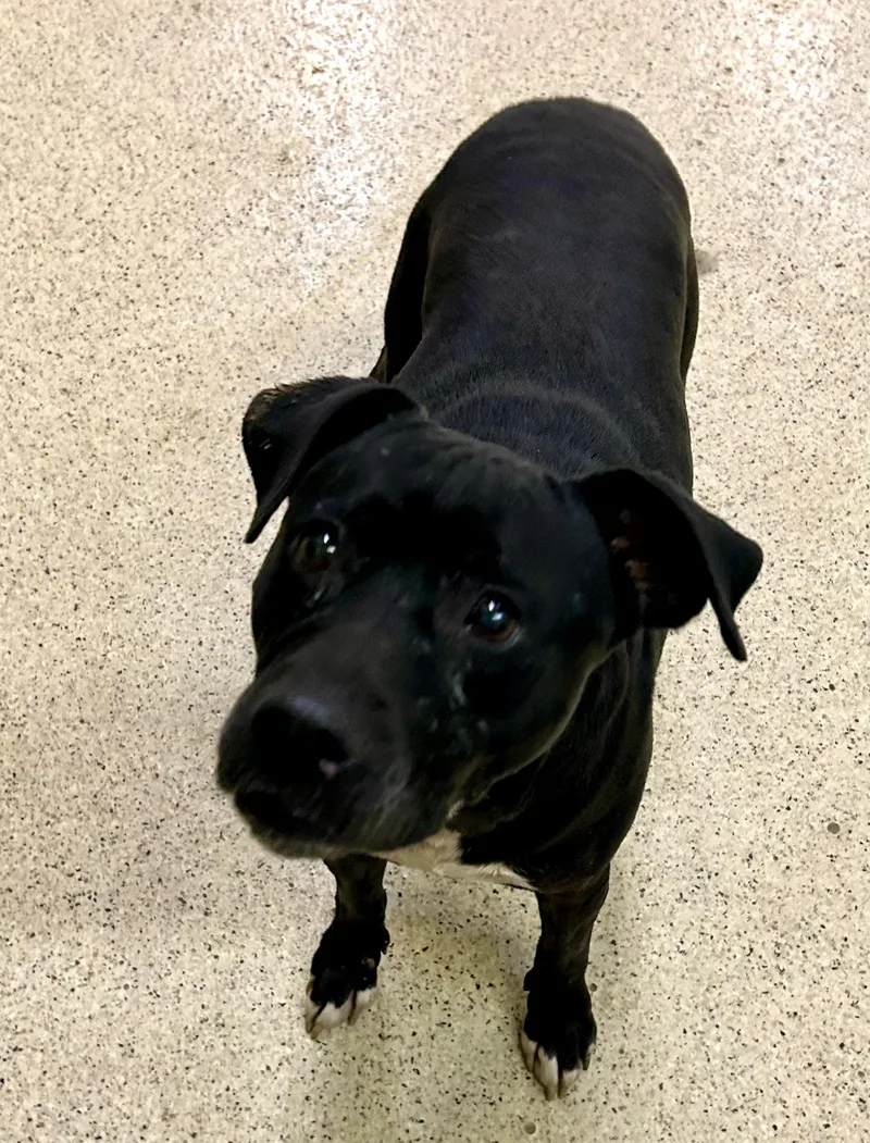 An adult medium-sized female Terrier dog named Tulip for adoption in Muncie, IN
