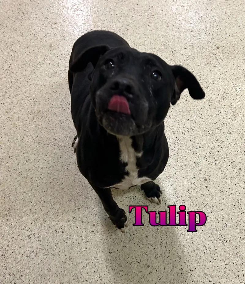 Tulip thumbnail 4