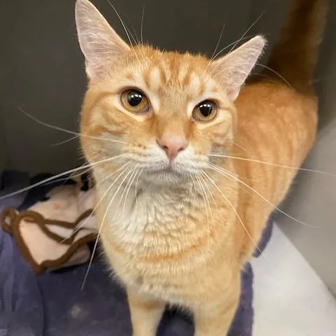 An adult large-sized male Orange / Red Domestic Short Hair cat named Cheese for adoption in Dayton, OH