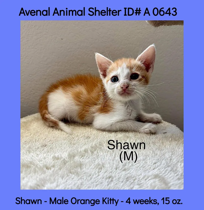 A baby medium-sized male Domestic Medium Hair cat named Shawn for adoption in Avenal, CA