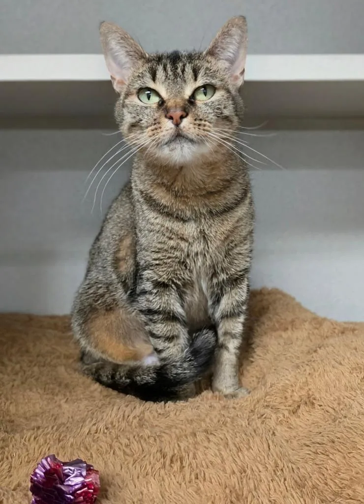 An adult medium-sized female Domestic Short Hair cat named Sausage Ball for adoption in Bloomington, IN