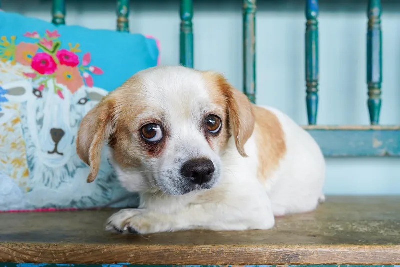 An adult small-sized female Bicolor Pug dog named Piñata for adoption in San Antonio, TX