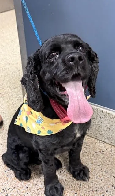 A young small-sized male Cocker Spaniel dog named Leo for adoption in Miami, FL