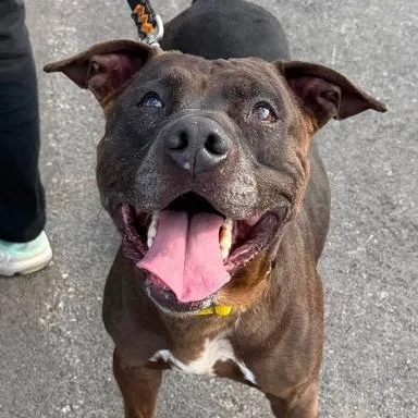 A senior large-sized male Brown / Chocolate Pit Bull Terrier dog named Dude for adoption in Mooresville, IN