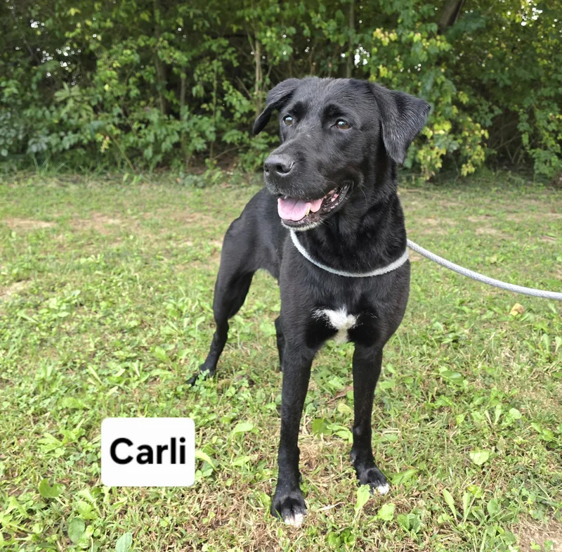 An adult large-sized female Labrador Retriever dog named Carli for adoption in Mount Carmel, IL