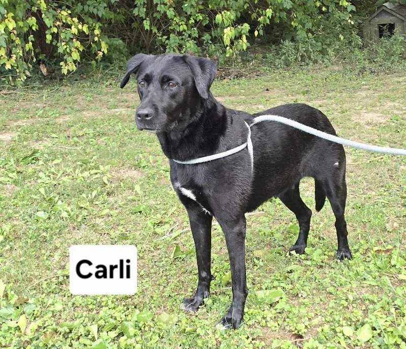 Carli thumbnail 2