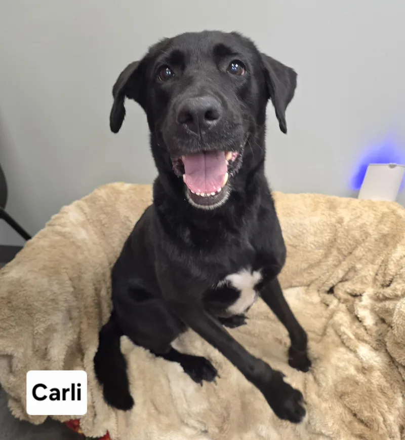 Carli thumbnail 3