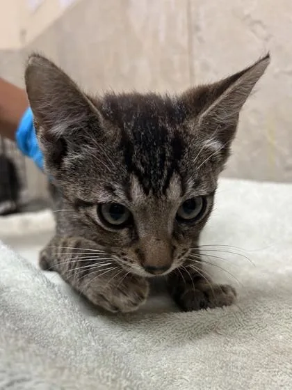 A baby small-sized male Domestic Short Hair cat named Band for adoption in Honolulu, HI