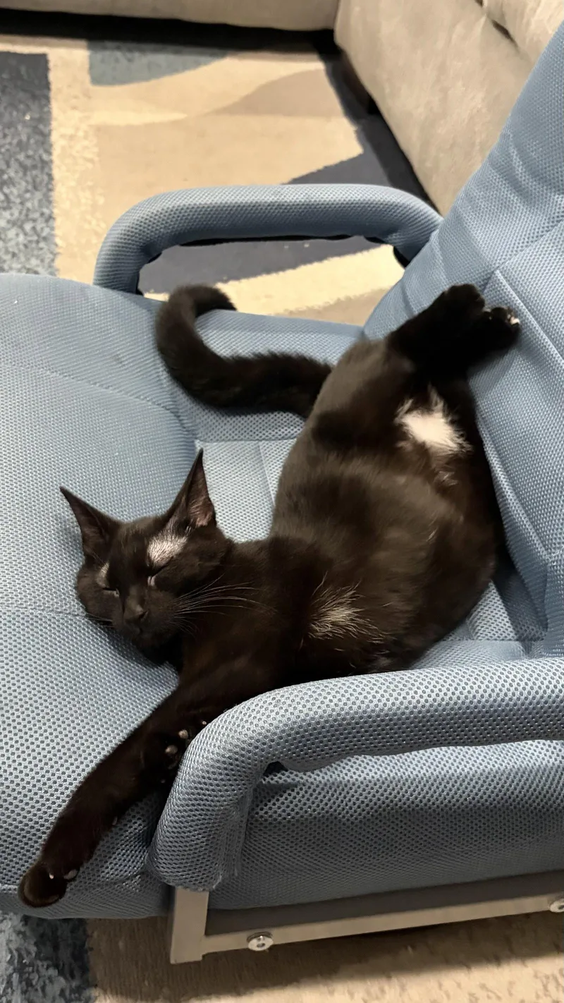 A young medium-sized female Black Domestic Short Hair cat named Sissy for adoption in Hanover Park, IL
