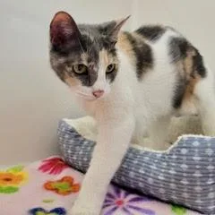 An adult medium-sized female Dilute Calico cat named Mandy for adoption in Green Valley, AZ