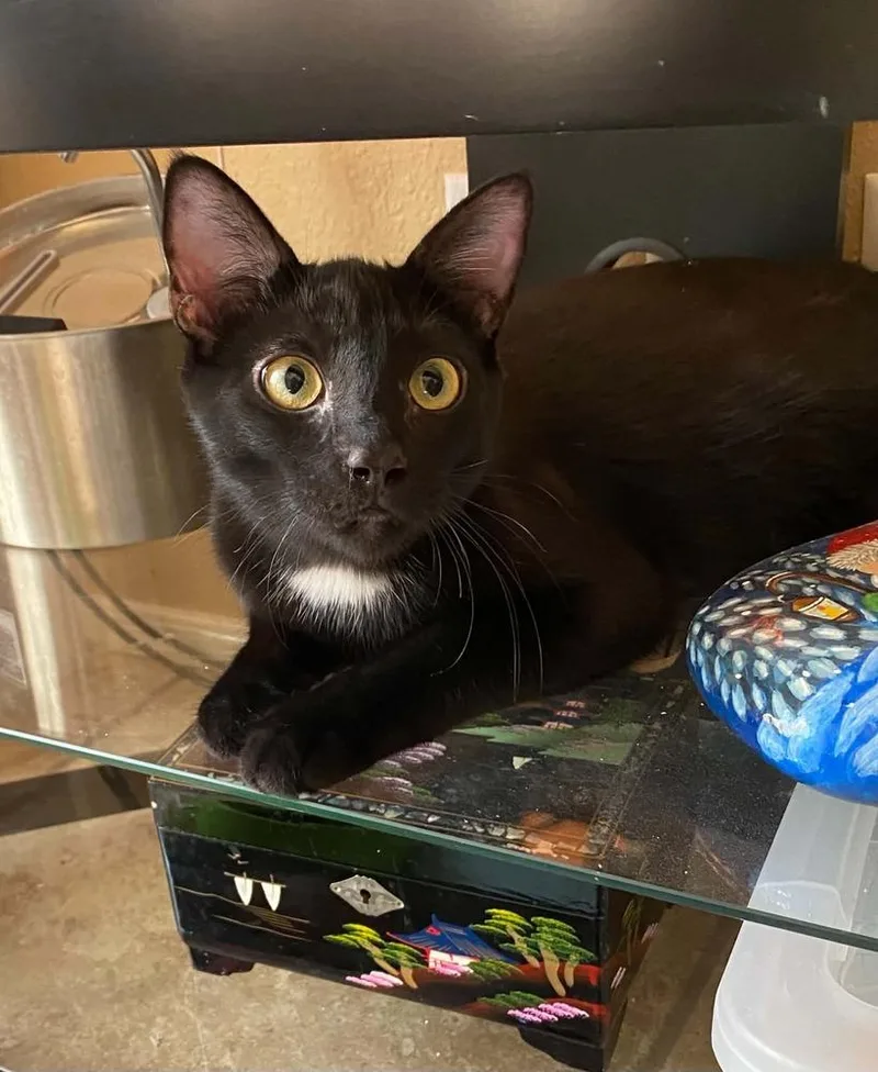 A baby medium-sized male Black Domestic Short Hair cat named Toblerone for adoption in tucson, AZ
