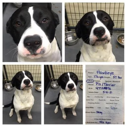 An adult large-sized male Pit Bull Terrier dog named Rocky for adoption in Sevierville, TN