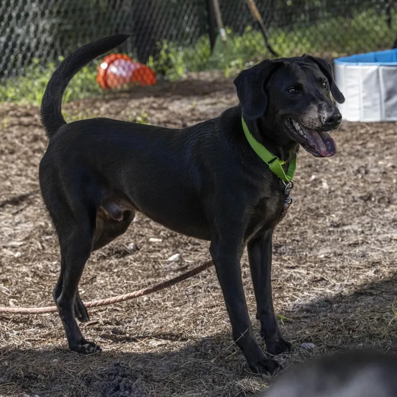 An adult large-sized male Black Mixed Breed dog named Super Hula Hoop for adoption in Jacksonville, FL