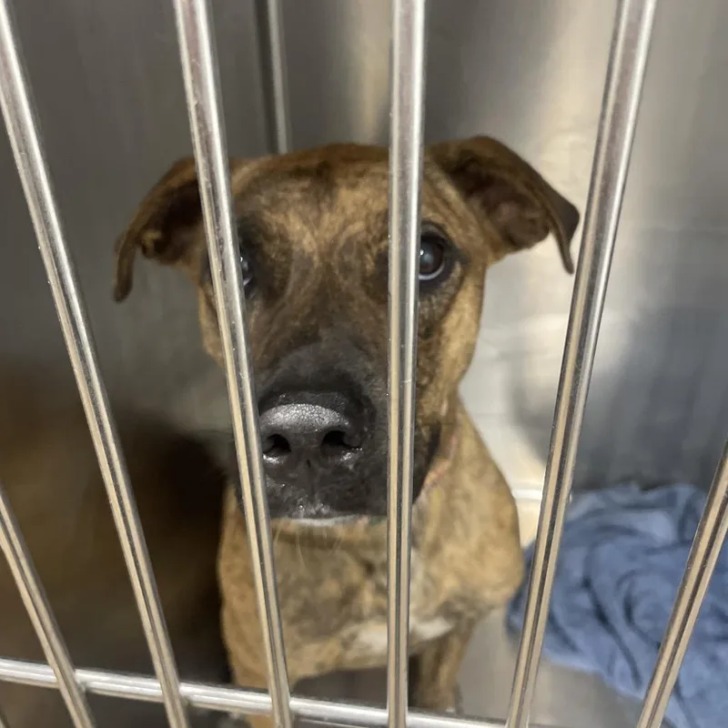 A young medium-sized female Brindle Mountain Cur dog named Zara for adoption in Abilene, TX