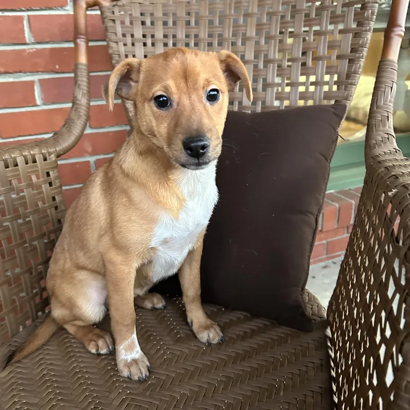 A baby medium-sized female Labrador Retriever dog named Rachel for adoption in Fosters, AL