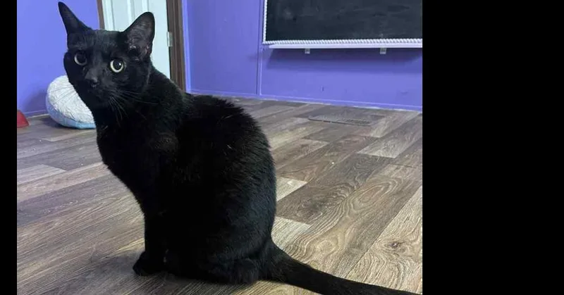 An adult medium-sized female Black & White / Tuxedo Domestic Short Hair cat named Princess AA for adoption in Greenville, SC