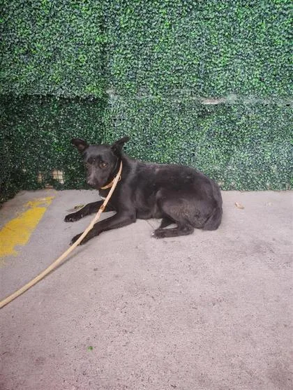 A baby medium-sized female Black Mixed Breed dog named 61006043 for adoption in El Paso, TX