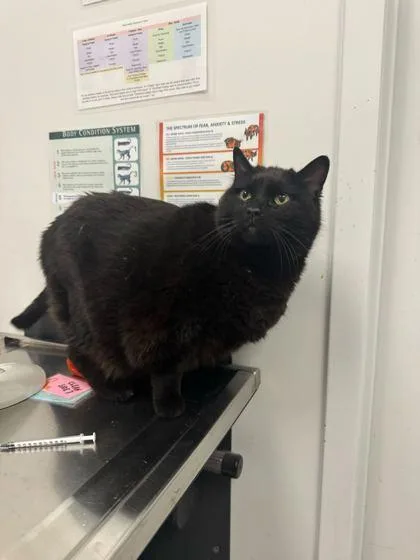 A senior extra large-sized female Black Domestic Short Hair cat named Big Betty for adoption in Kansas City, MO