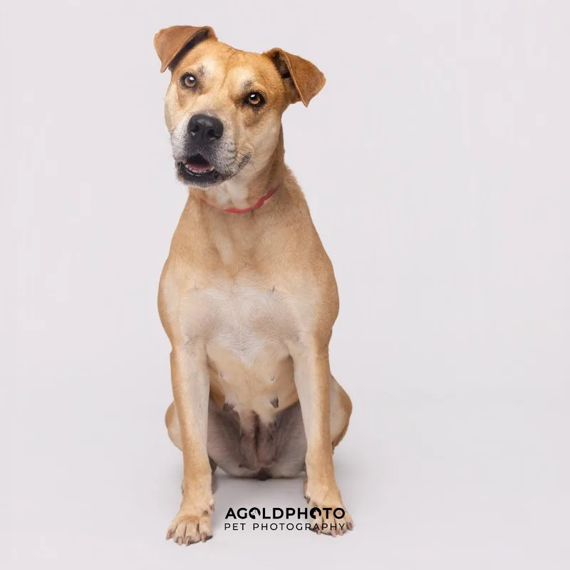 A young medium-sized female Yellow / Tan / Blond / Fawn Terrier dog named Cremini for adoption in Tampa, FL