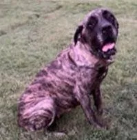 Maggie