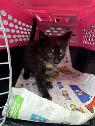 A baby small-sized female Domestic Short Hair cat named Baylene for adoption in Chamblee, GA
