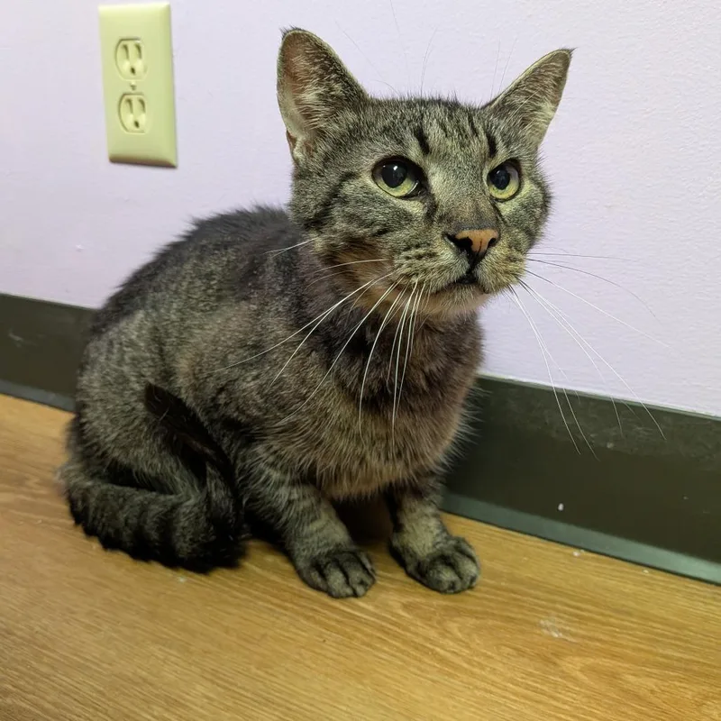 A senior medium-sized male Brown / Chocolate Domestic Short Hair cat named Phieffer for adoption in Springfield, IL