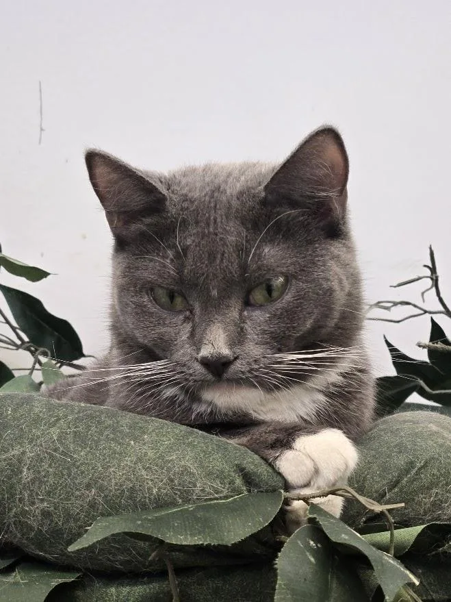 A young small-sized female Gray & White Domestic Short Hair cat named Gianna for adoption in New Rochelle, NY