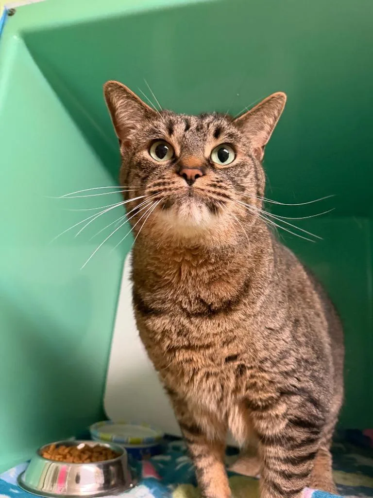 A young large-sized male Domestic Short Hair cat named Pete from down the for adoption in Utica, MI
