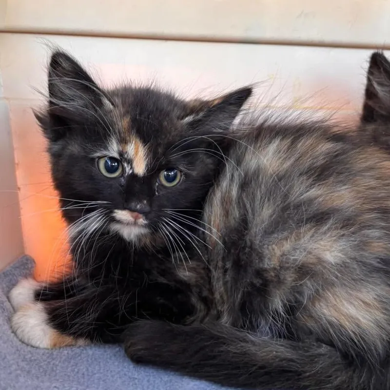 A baby small-sized female Domestic Medium Hair cat named Fleur for adoption in Nampa, ID