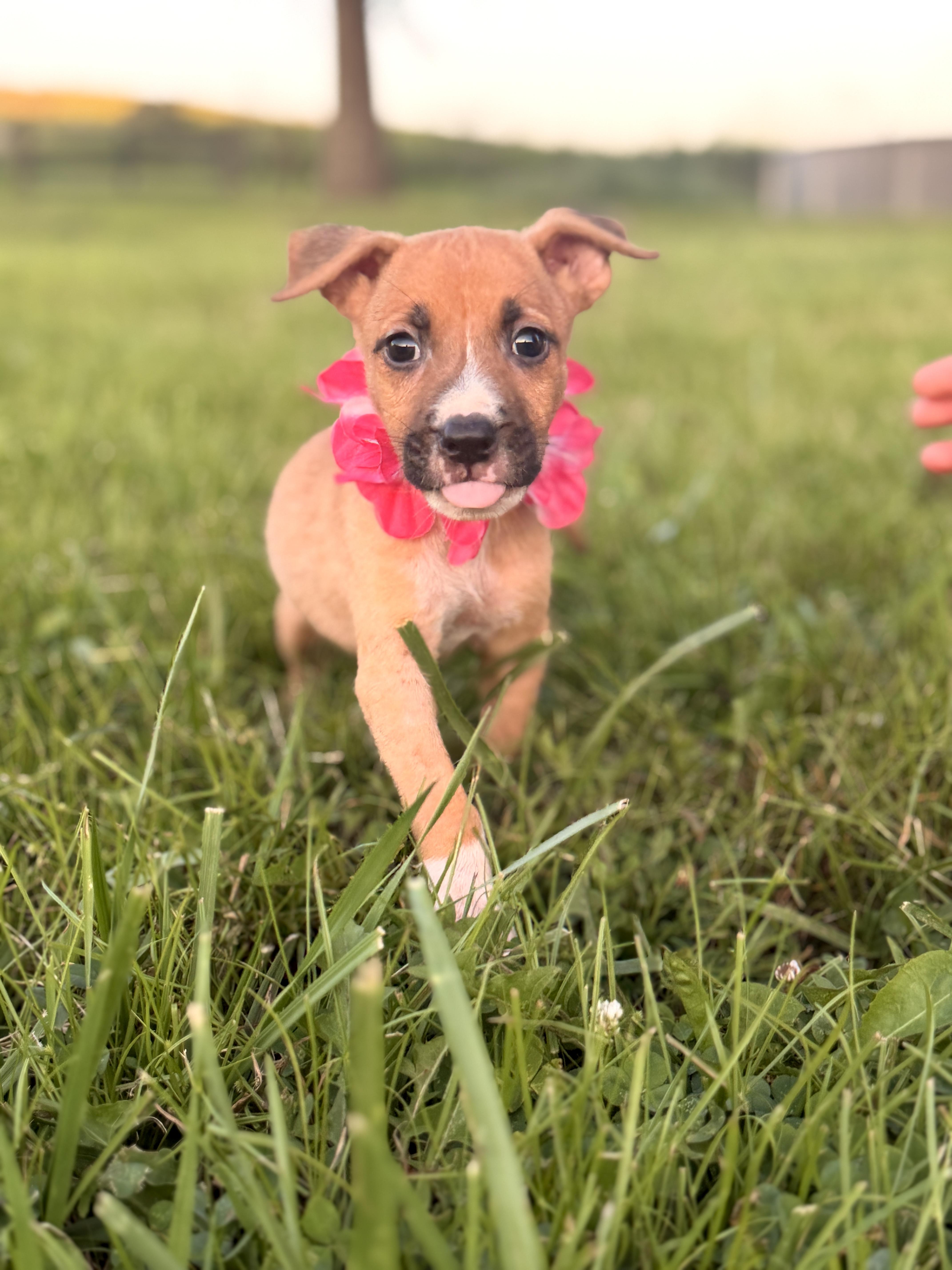 A baby small-sized female Brown / Chocolate Mixed Breed dog named Oona for adoption in Gradyville, KY